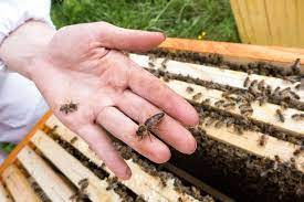 Rojevi pčela, proizvodi od meda 100% organski !
